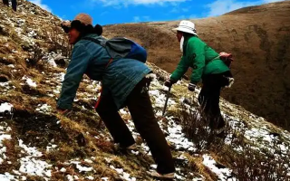 冬蟲夏草如何區(qū)別好壞？那曲行業(yè)平臺教你4步精準(zhǔn)鑒別