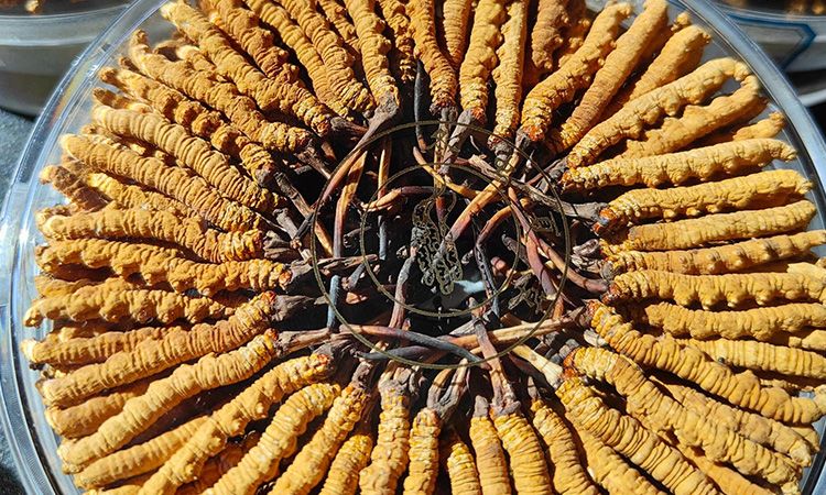 燉鴨子能放冬蟲(chóng)夏草