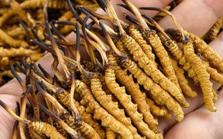 蟲草12根1克多少錢一斤？2026年那曲正宗蟲草價(jià)格詳解