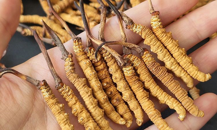 <a href=http://www.ddhuz.com/s/cczjjd target=_blank class=infotextkey>冬蟲夏草真假鑒定</a>