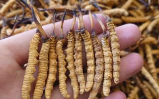 冬蟲夏草主要產(chǎn)地詳解：那曲雪域，蟲草的黃金搖籃