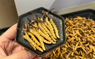 冬蟲夏草燉多少時間合適？藏農(nóng)神草那曲源頭品牌，教你燉出滿滿營養(yǎng)