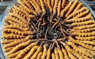 冬蟲夏草保存盒能放多久？藏農(nóng)神草那曲源頭品牌，教你科學存出好品質(zhì)