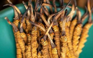 西藏那曲冬蟲夏草熬粥攻略：這樣熬最營養(yǎng)、最入味